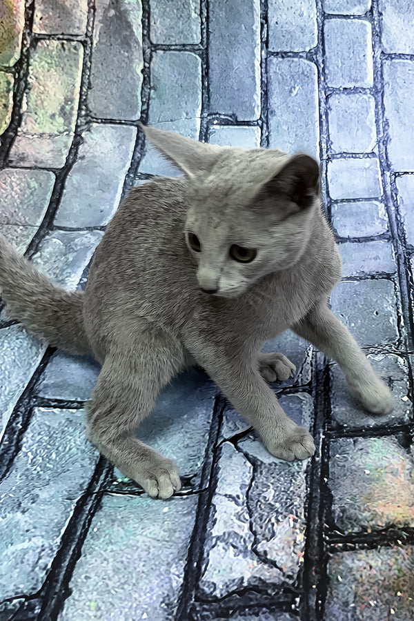 Orla | Russian Blue Kitten