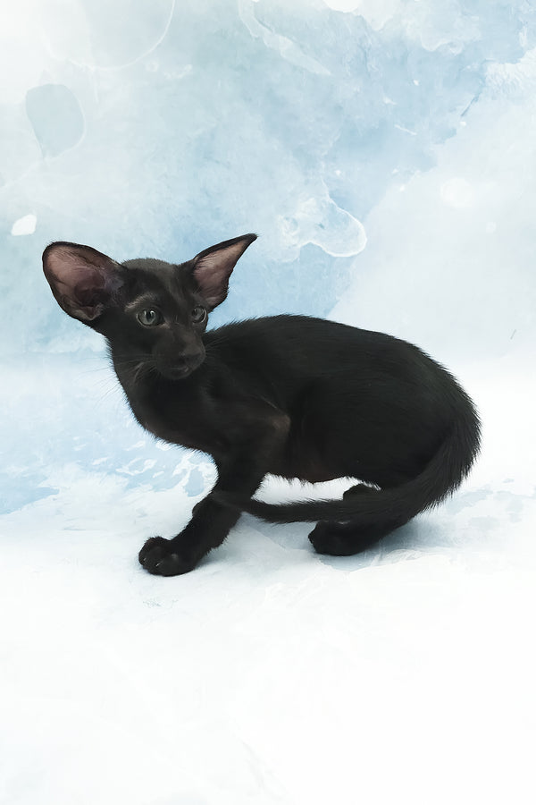 Orville | Oriental Shorthair Kitten