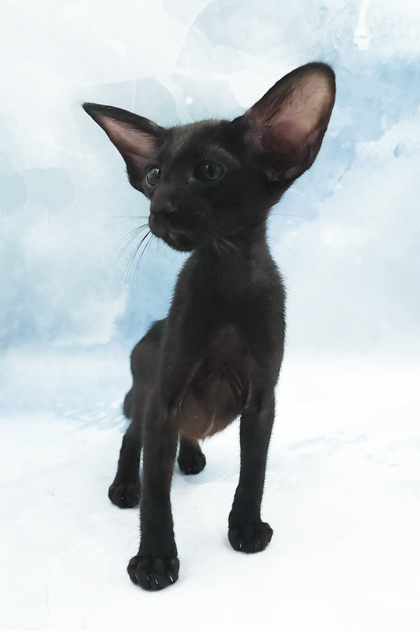 Orville | Oriental Shorthair Kitten