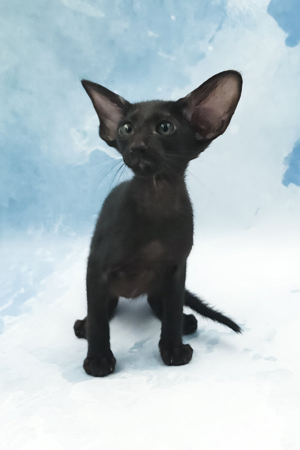 Orville | Oriental Shorthair Kitten