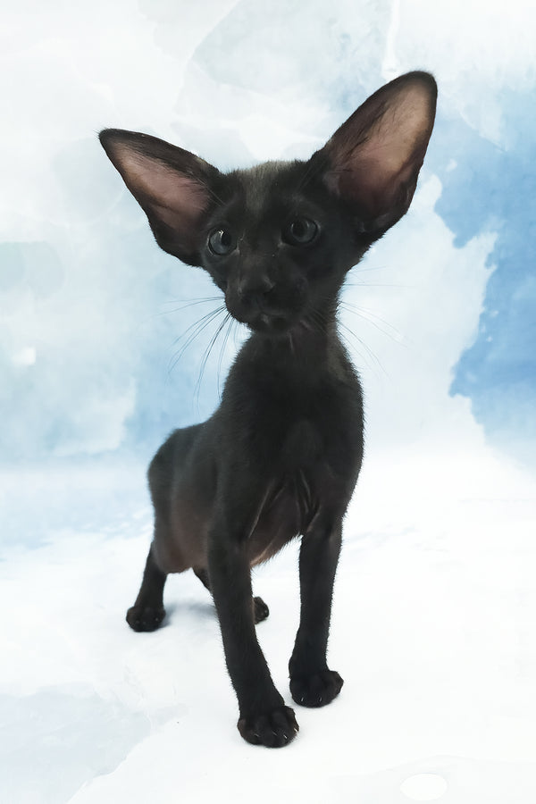 Orville | Oriental Shorthair Kitten