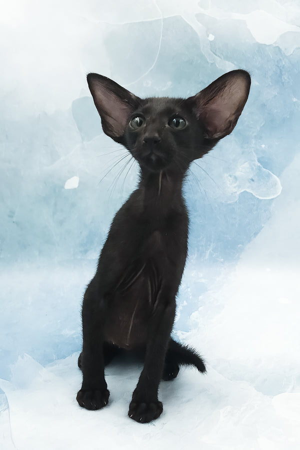 Orville | Oriental Shorthair Kitten