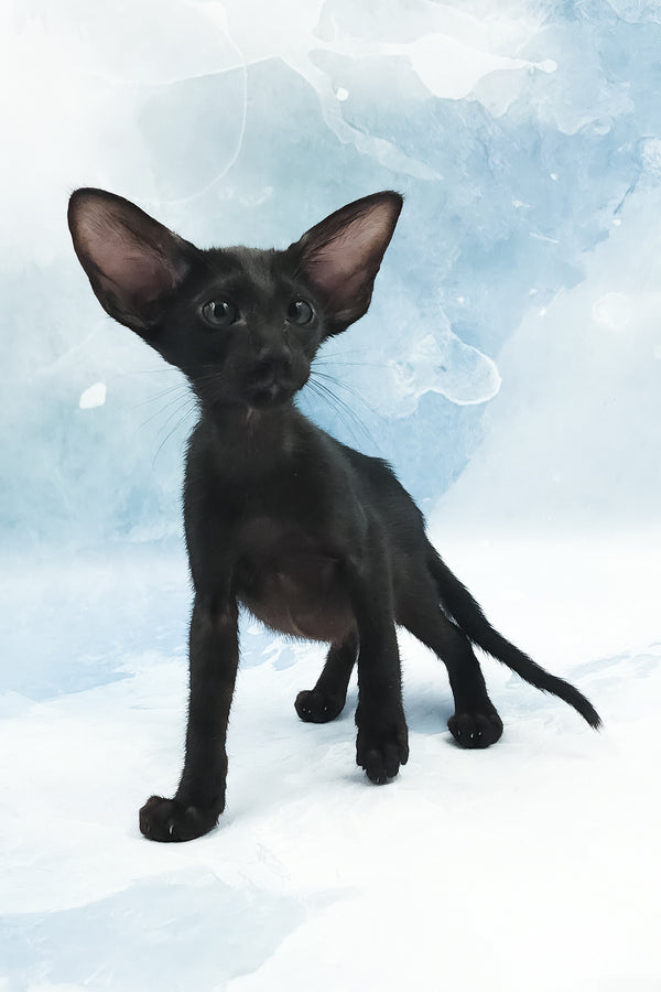 Orville | Oriental Shorthair Kitten