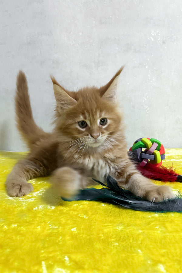 Oskar | Maine Coon Kitten
