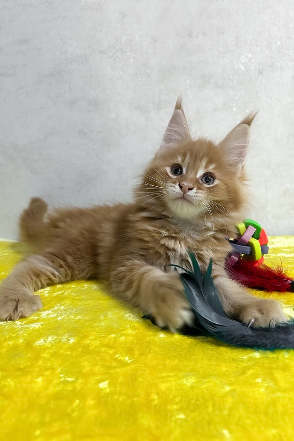 Oskar | Maine Coon Kitten