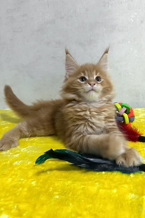 Oskar | Maine Coon Kitten