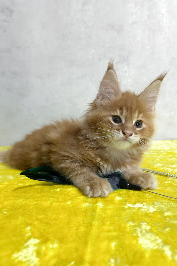 Oskar | Maine Coon Kitten