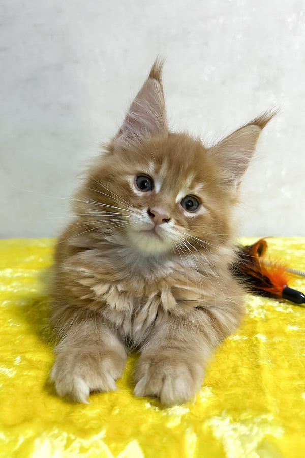 Oskar | Maine Coon Kitten
