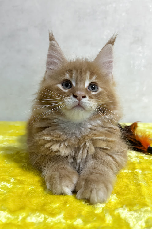 Oskar | Maine Coon Kitten