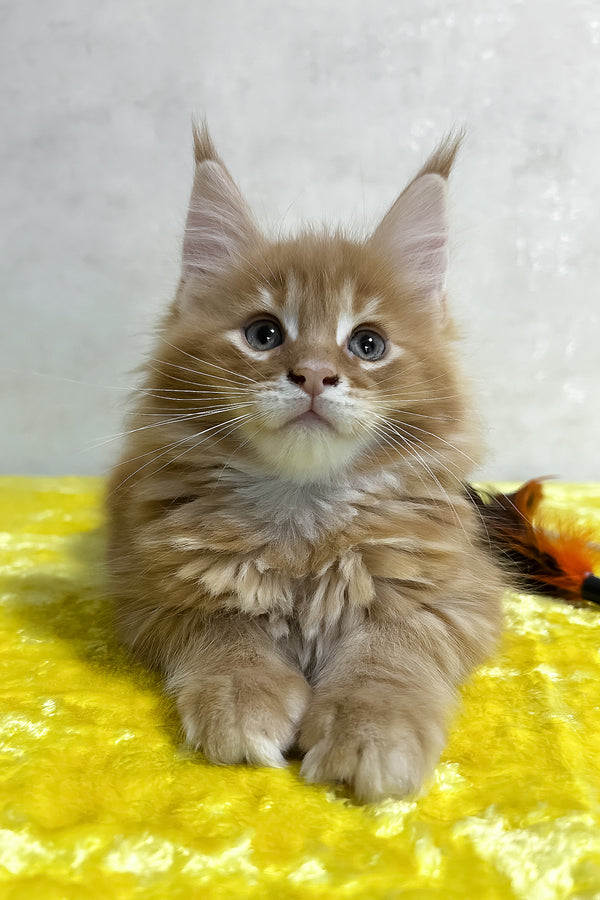 Oskar | Maine Coon Kitten
