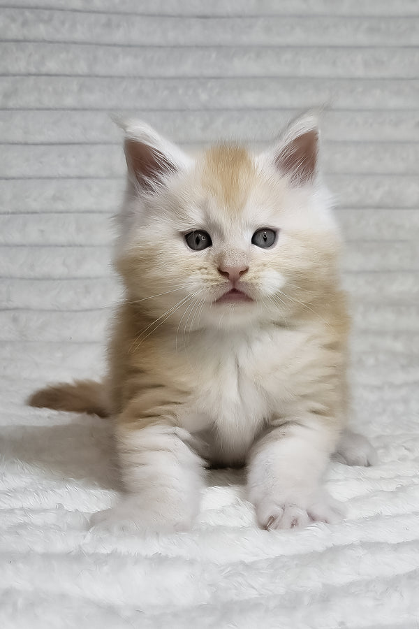 Oslan | Maine Coon Kitten