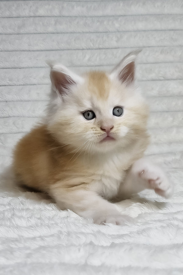 Oslan | Maine Coon Kitten