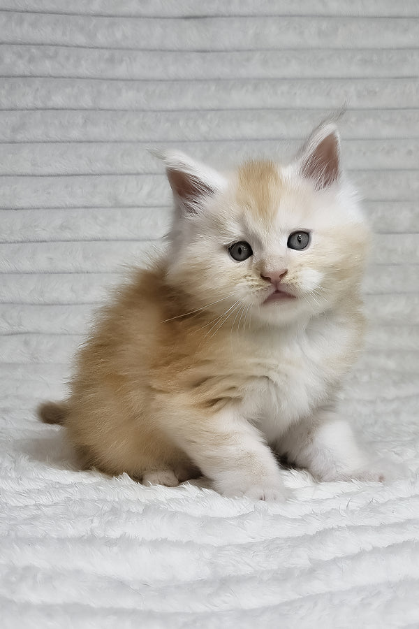Oslan | Maine Coon Kitten