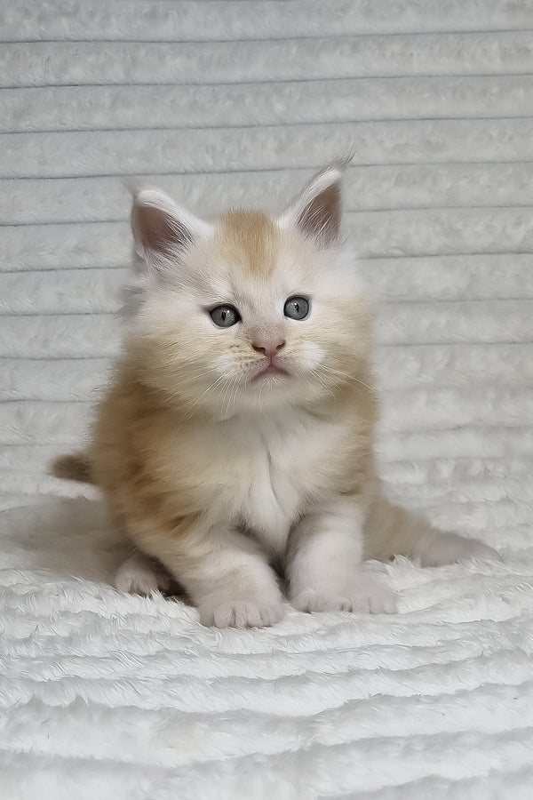 Oslan | Maine Coon Kitten