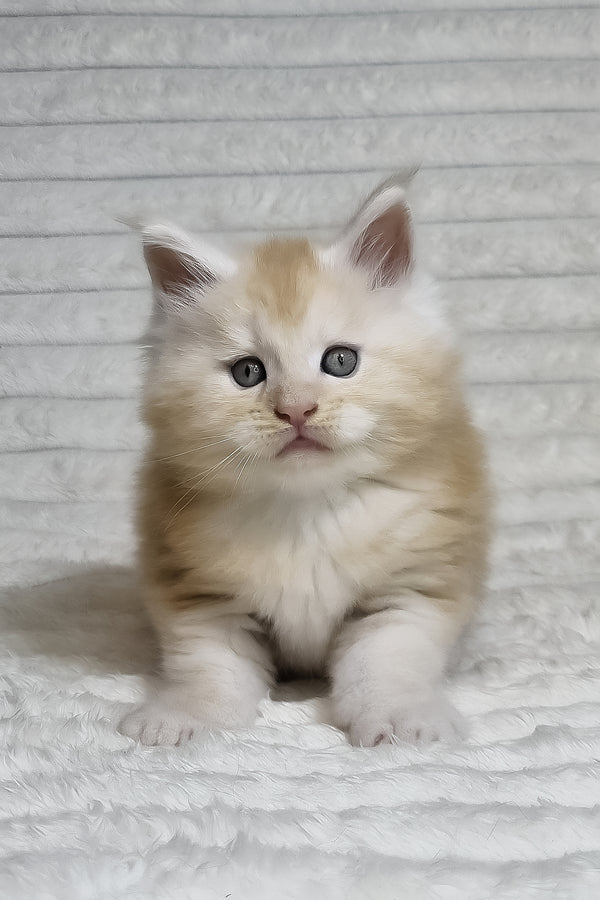 Oslan | Maine Coon Kitten