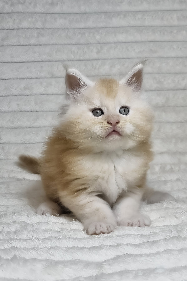 Oslan | Maine Coon Kitten