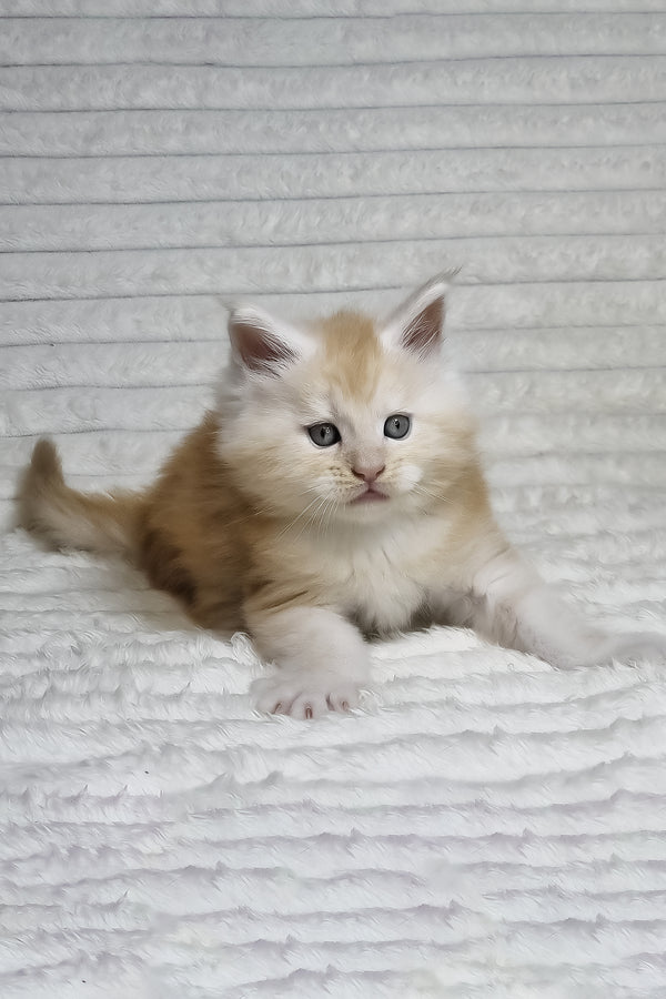 Oslan | Maine Coon Kitten