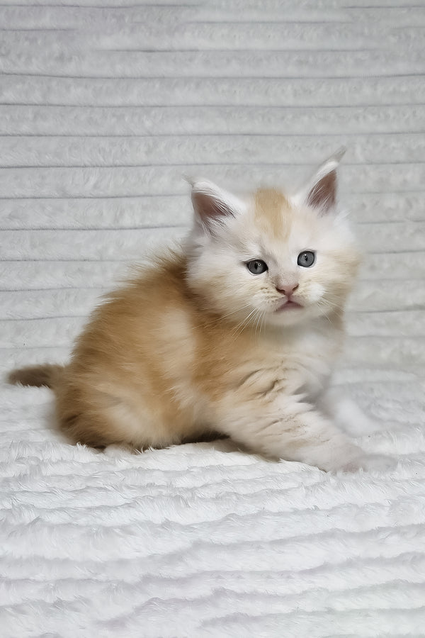 Oslan | Maine Coon Kitten