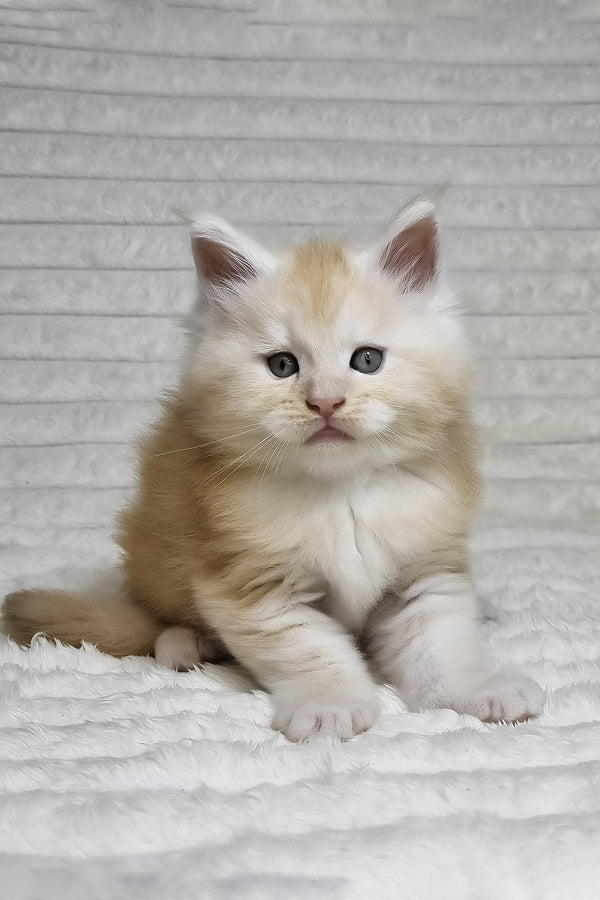 Oslan | Maine Coon Kitten