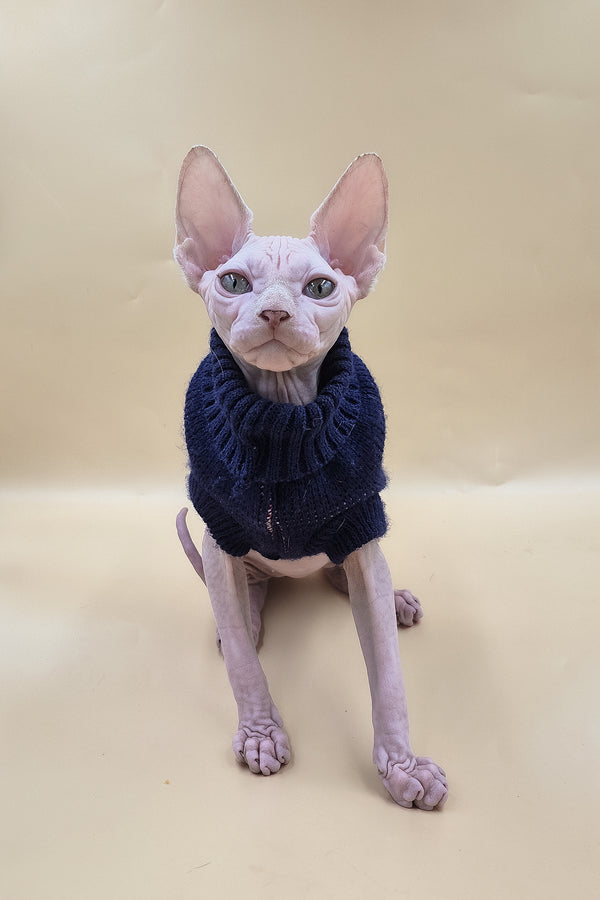 Ozzy | Sphynx Kitten