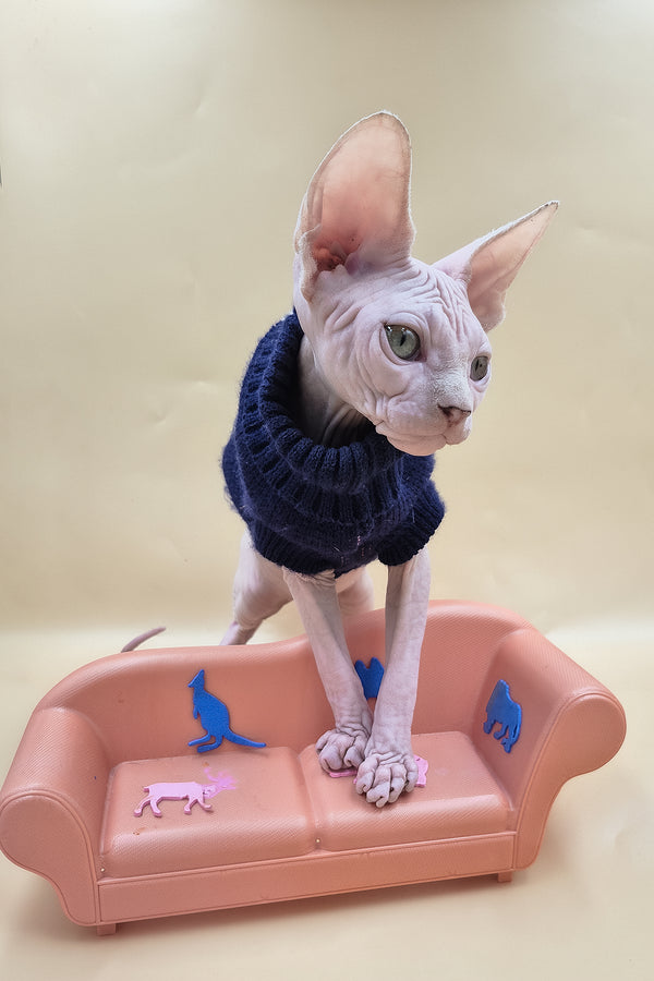 Ozzy | Sphynx Kitten