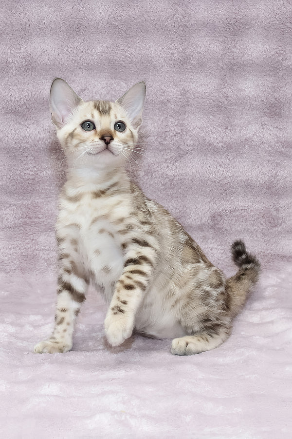 Paco | Bengal Kitten