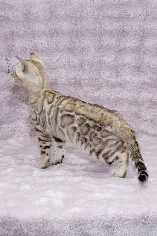 Paco | Bengal Kitten