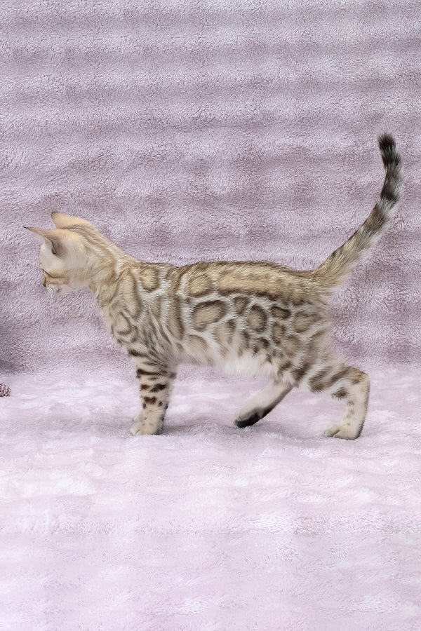 Paco | Bengal Kitten