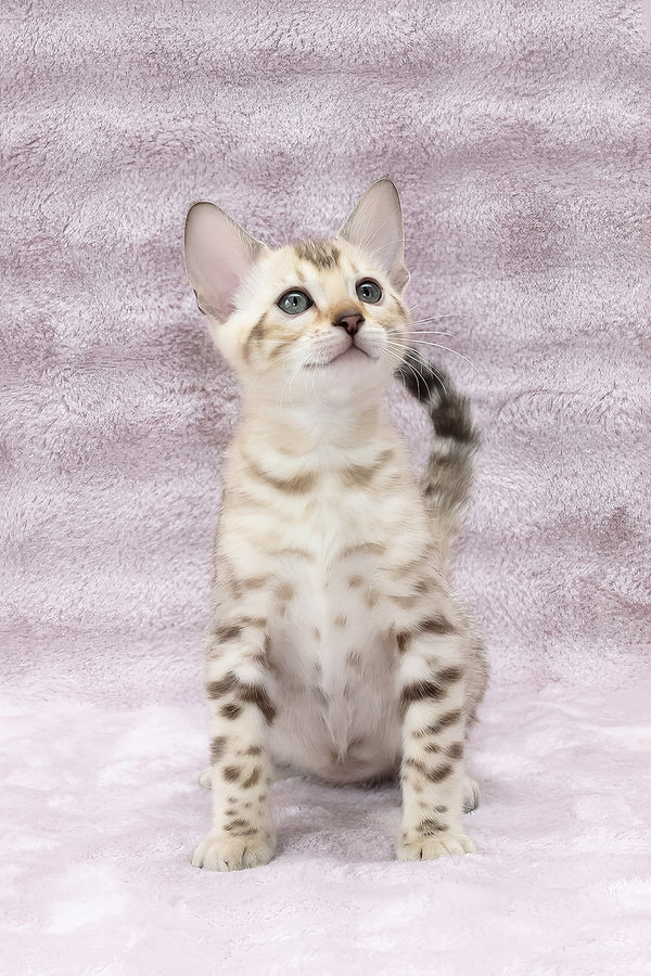 Paco | Bengal Kitten