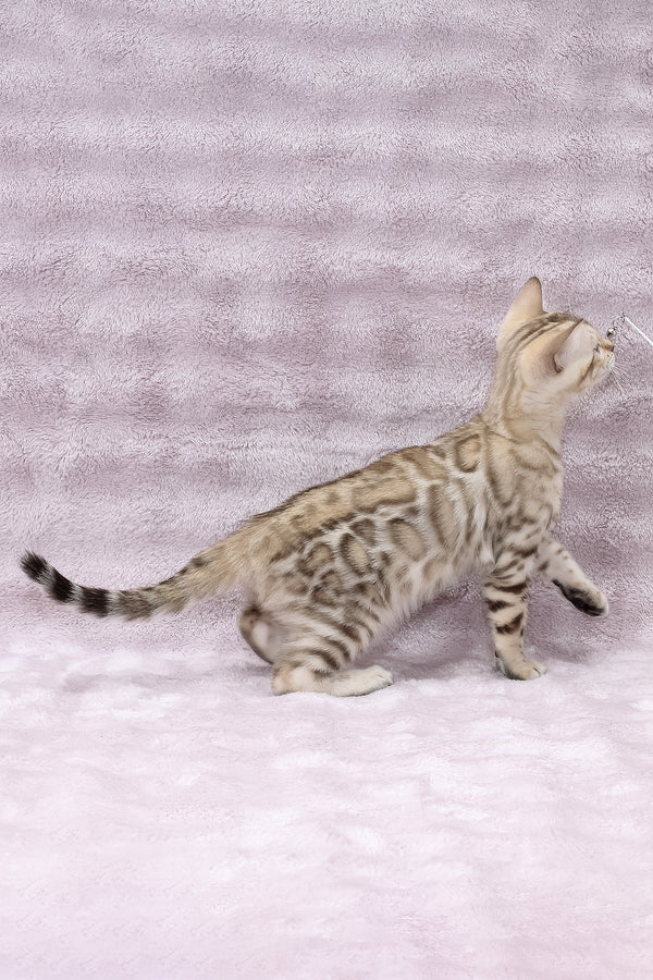 Paco | Bengal Kitten