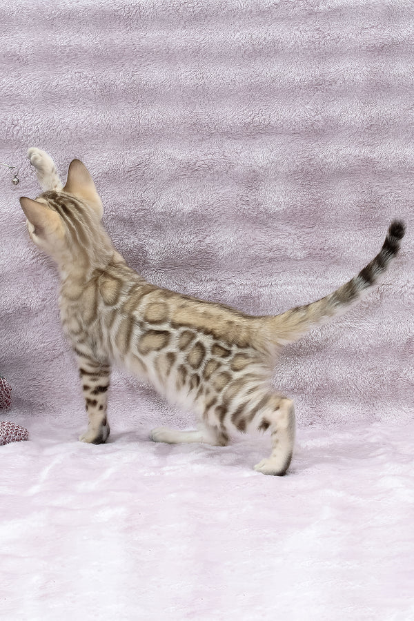 Paco | Bengal Kitten