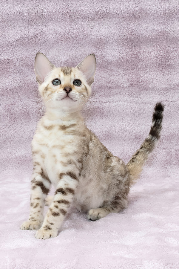 Paco | Bengal Kitten