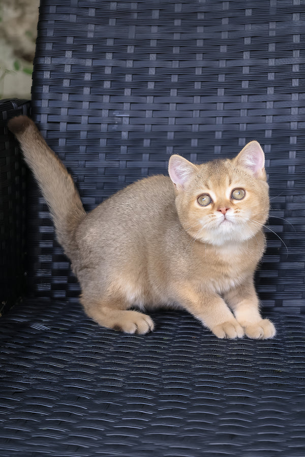 Paloma | British Shorthair Kitten