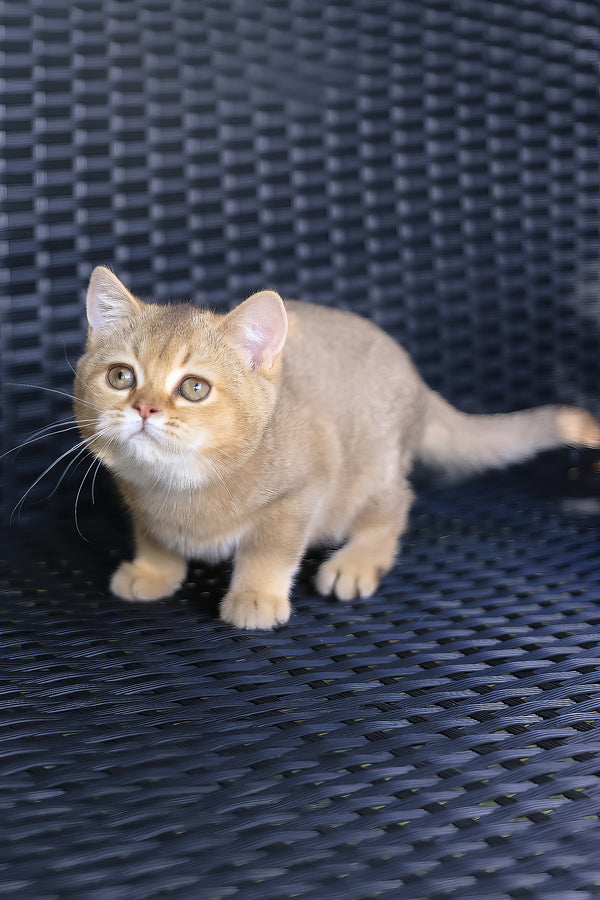 Paloma | British Shorthair Kitten