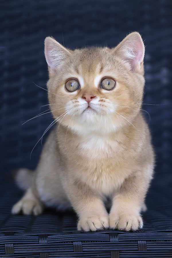 Paloma | British Shorthair Kitten