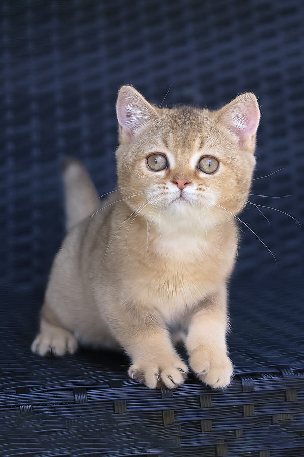 Paloma | British Shorthair Kitten