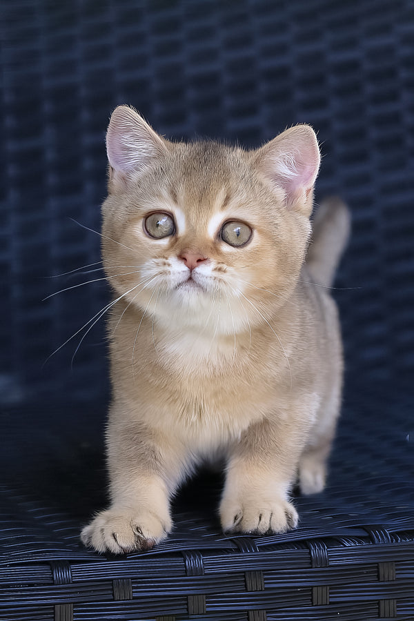 Paloma | British Shorthair Kitten