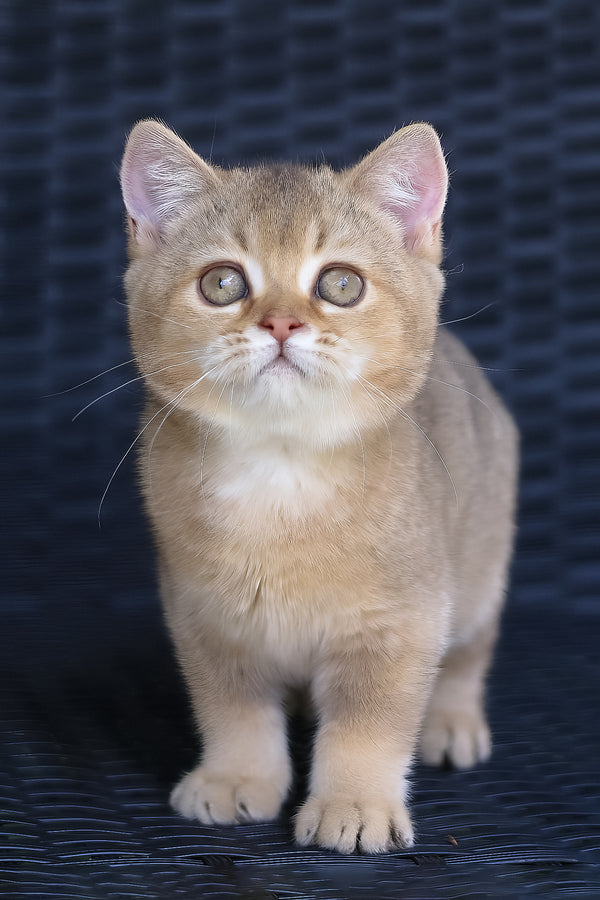Paloma | British Shorthair Kitten