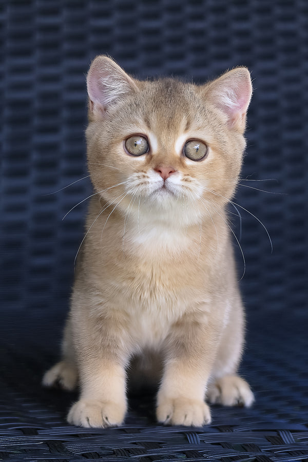 Paloma | British Shorthair Kitten