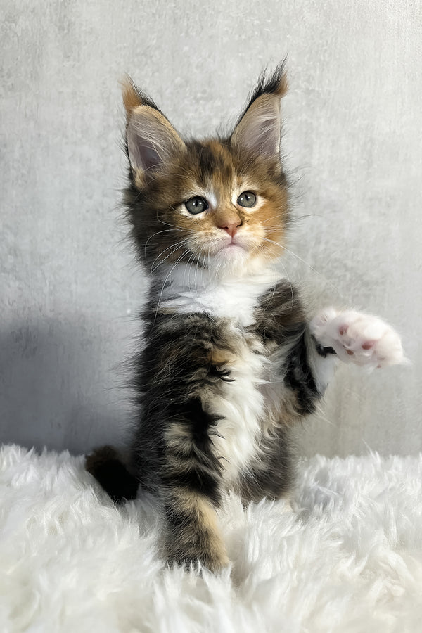 Pandora | Maine Coon Kitten