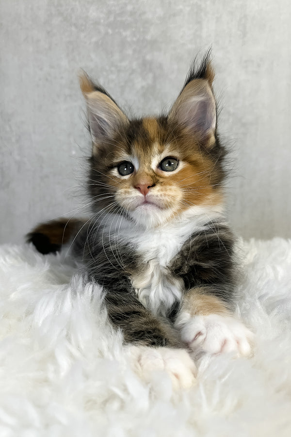 Pandora | Maine Coon Kitten