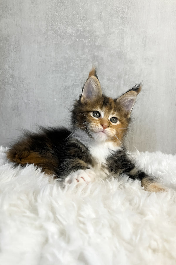 Pandora | Maine Coon Kitten