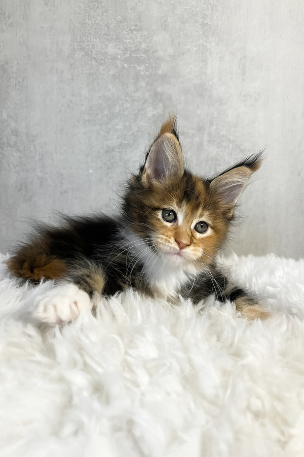 Pandora | Maine Coon Kitten