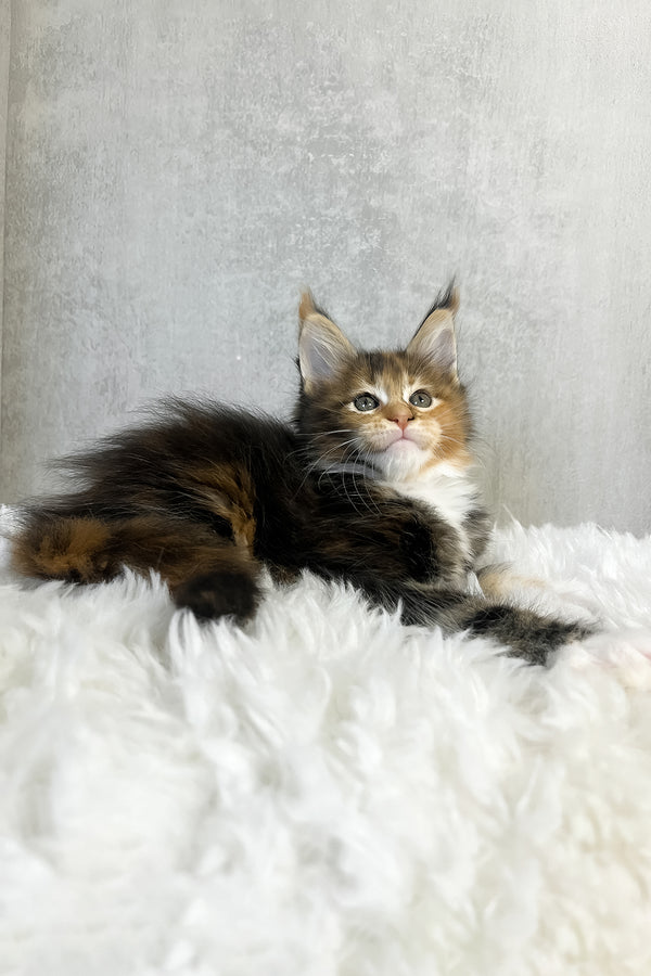 Pandora | Maine Coon Kitten