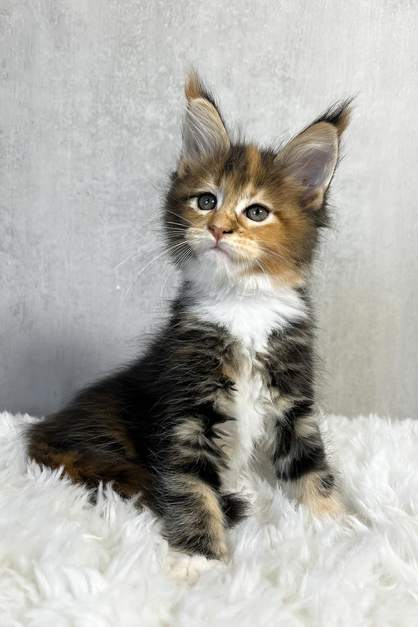 Pandora | Maine Coon Kitten