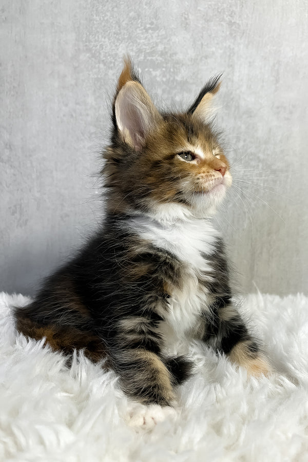 Pandora | Maine Coon Kitten