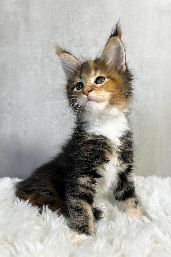 Pandora | Maine Coon Kitten