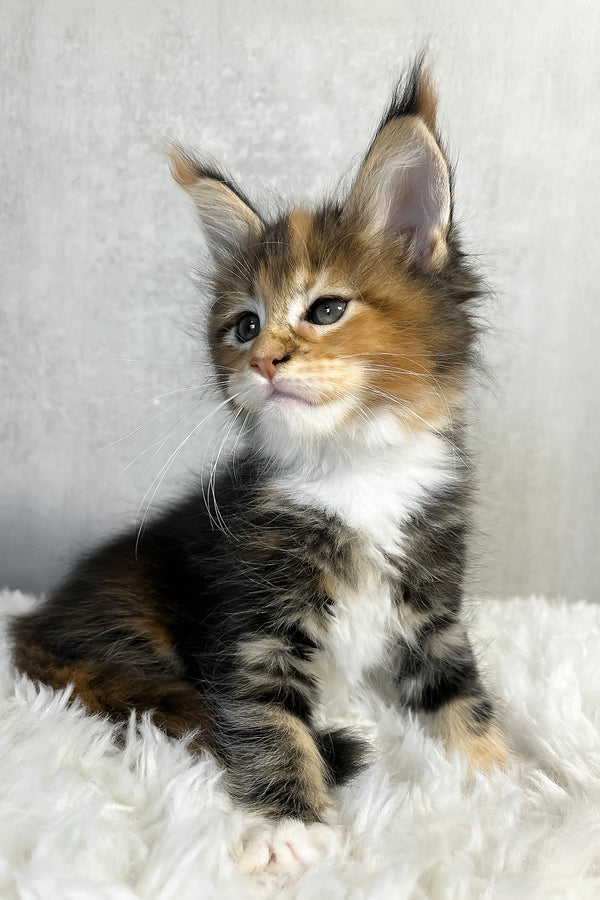 Pandora | Maine Coon Kitten