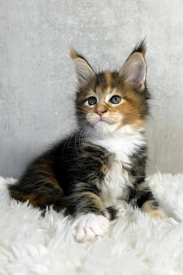 Pandora | Maine Coon Kitten