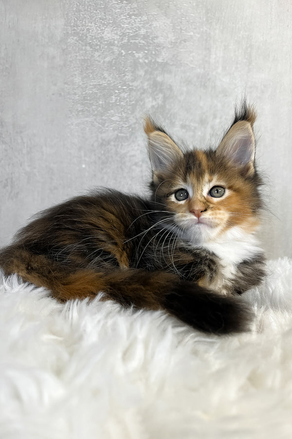 Pandora | Maine Coon Kitten